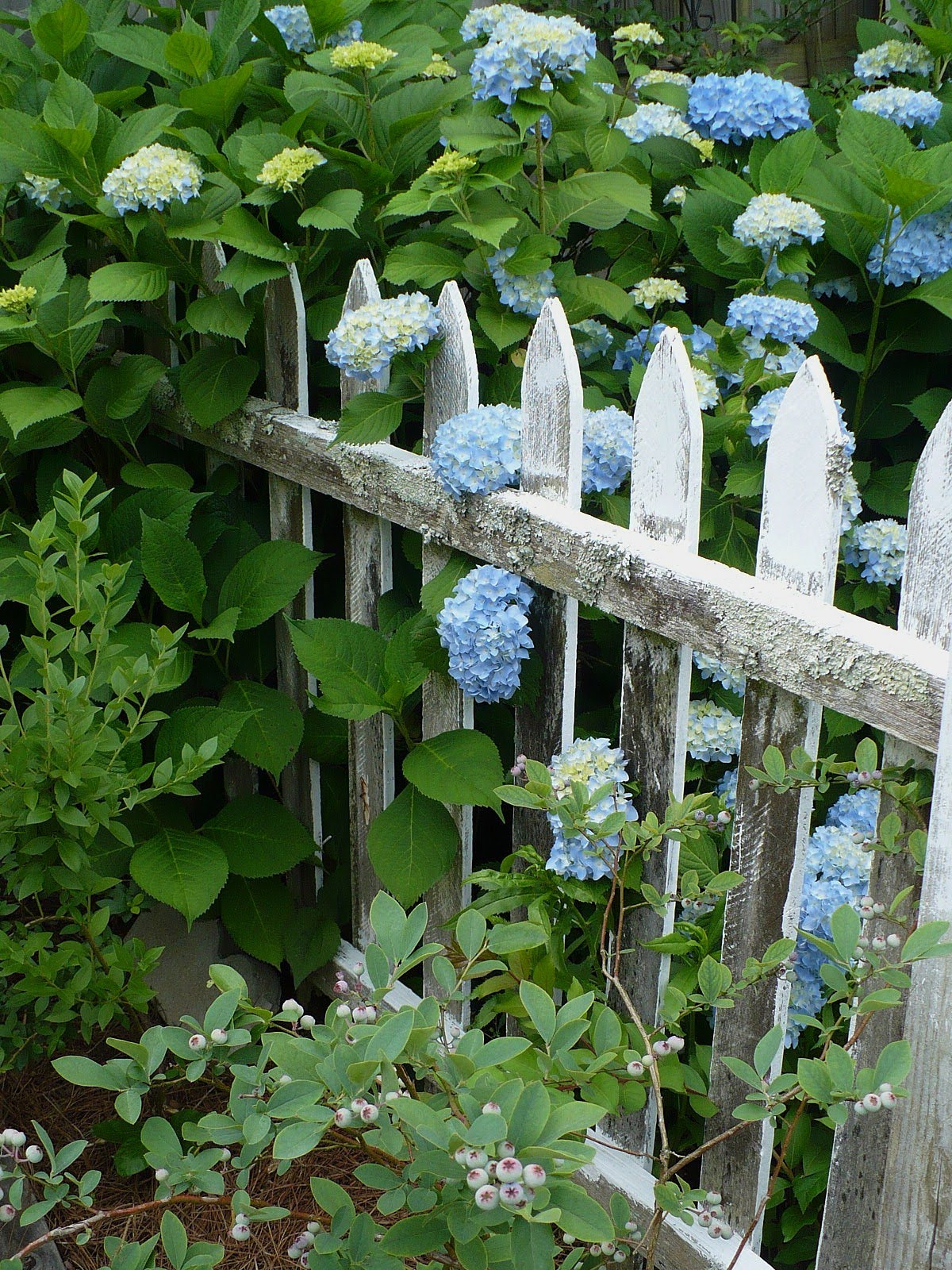 Hortensia Hydrangea En Pot