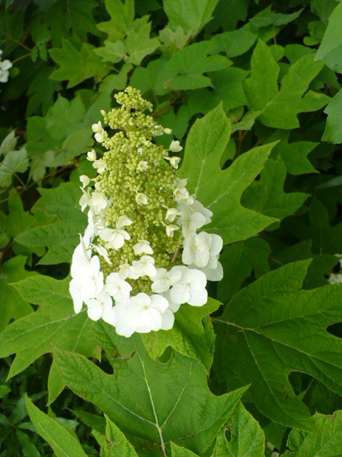 oakleaf hydrangea