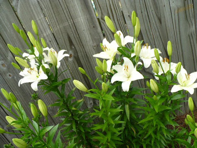 EAster lillies
