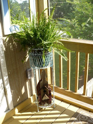 fern in planter