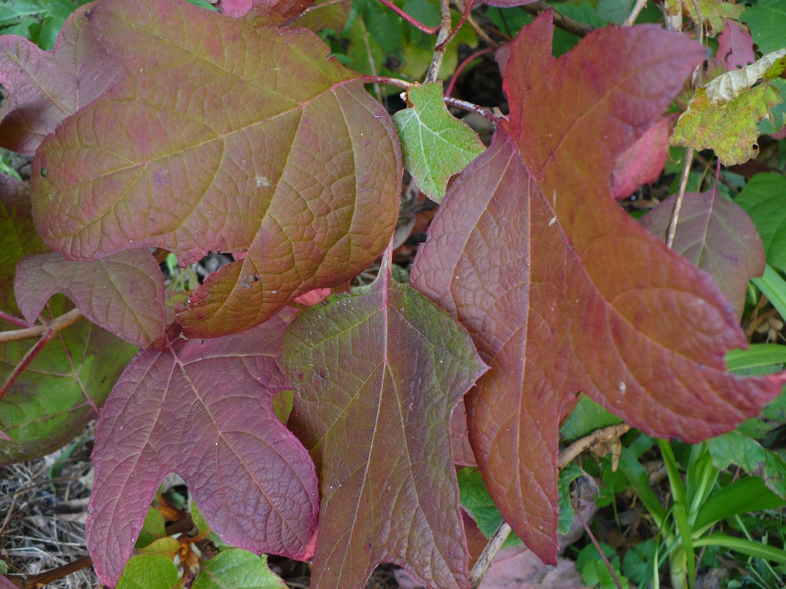 [oakleafhydrangea.JPG]
