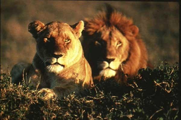 lion & lioness