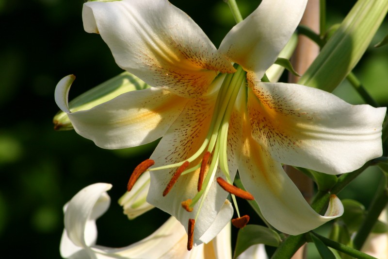 [Lily-WhiteHenryi-2005-07-09-0008.JPG]