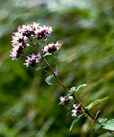 Photo of a flowering sprig of oregano.