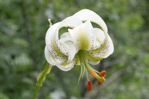 Picture of one white lily with recurved petals. (Lilium ledebourii)