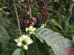 CERISES DE CAFE