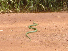 MAMBA VERT QUI TRAVERSE LA PISTE