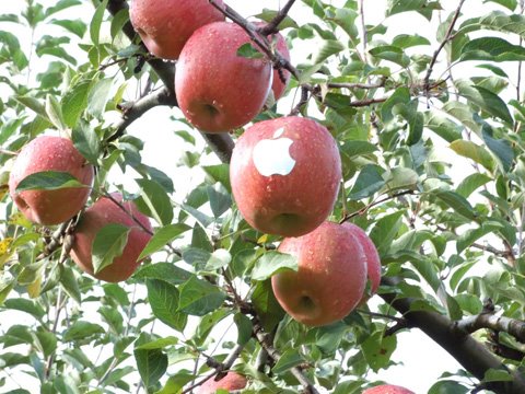 [apple_apple0.jpg]