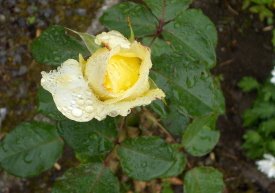 [HPIM0632+rainy+rose.jpg]