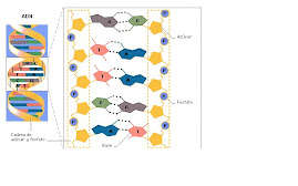 ESTRUCTURA DEL ADN: EVALUACIÓN