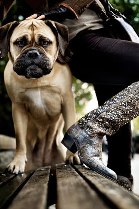 [200911-omag-boot-trendsdogs6.jpg]