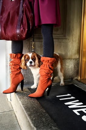 [200911-omag-boot-trendsdogs2.jpg]