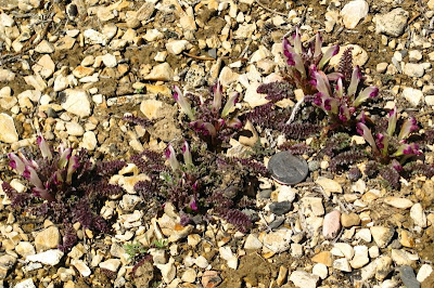 lousewort1