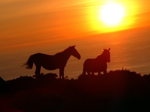 Caballos en El Libro de Mormón