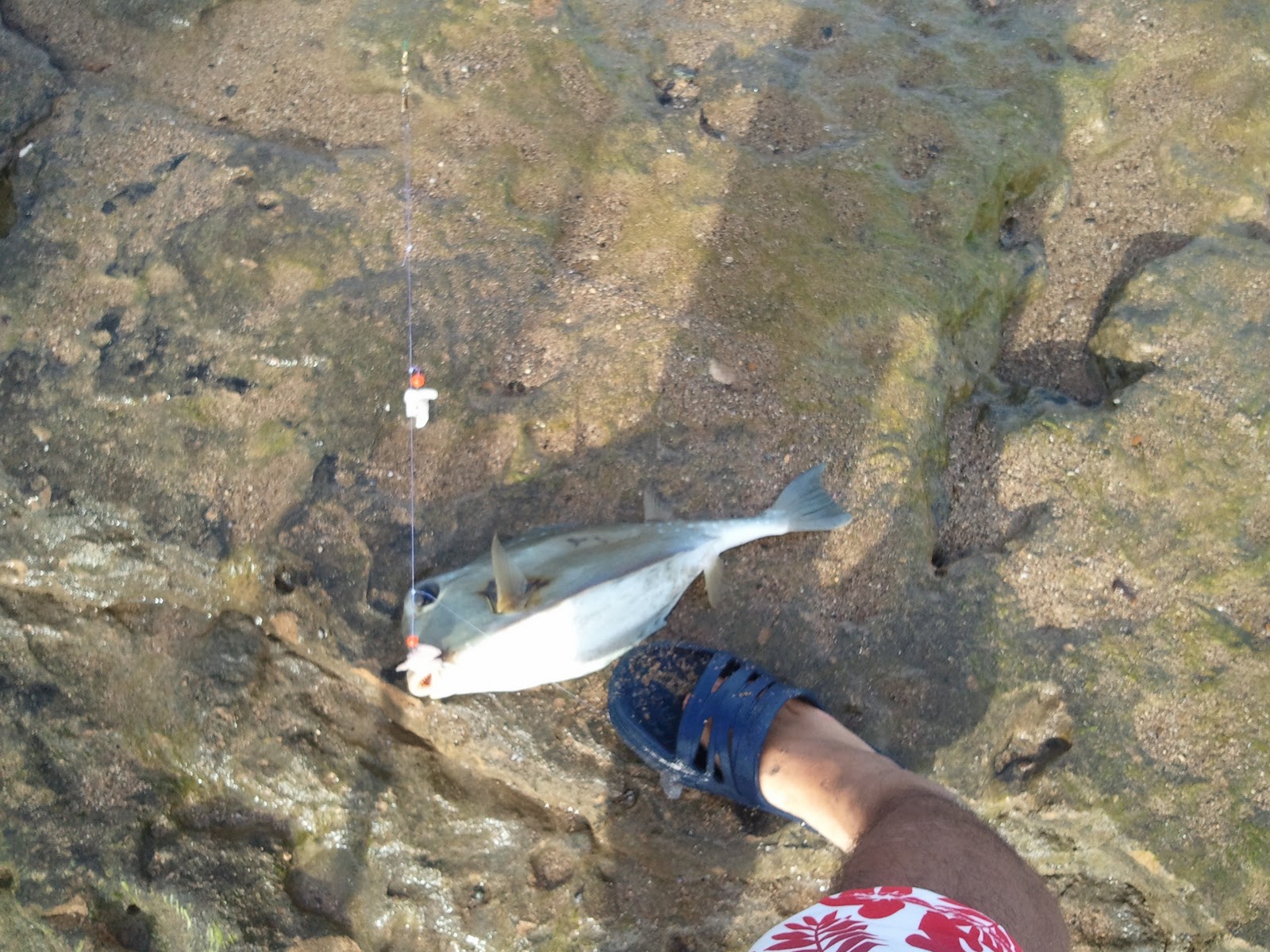 Pesca De Orilla (Surf Fishing): Un Chapin A Mica Increible pero Cierto