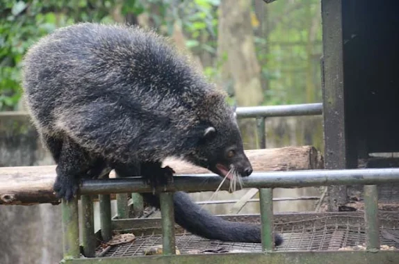 palawan bearcat