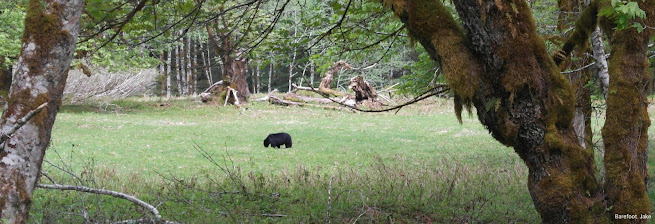 Black Bear