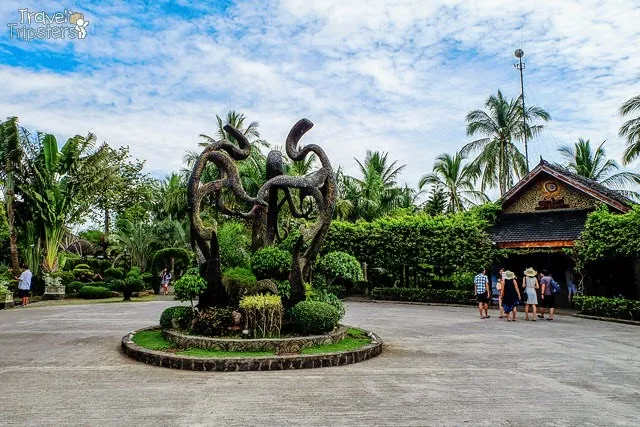 cintai coritos garden