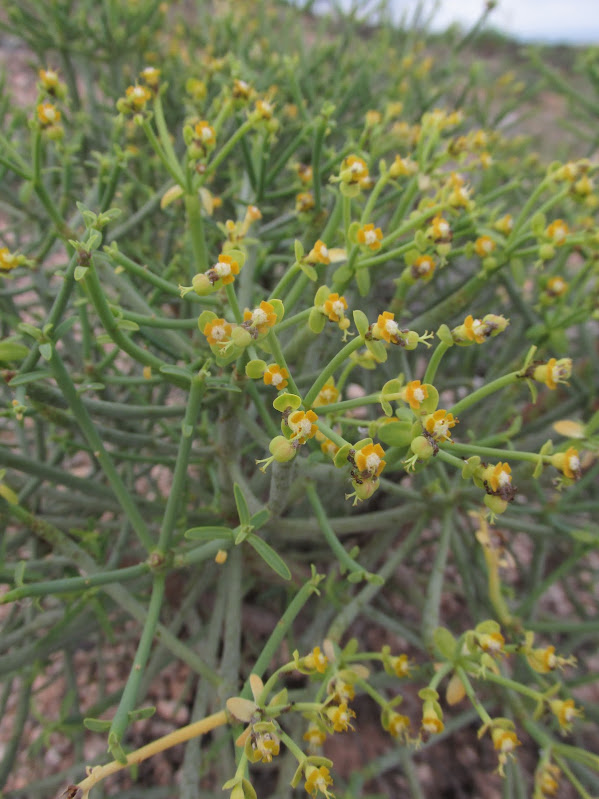 Euphorbia x marreroi