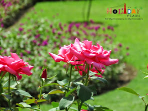 Flowers at Nishat bagh